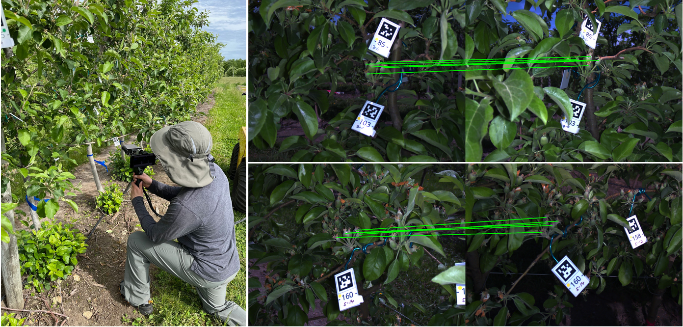 Fruitlet Association Visualization